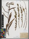 Foto von Salix purpurea L. x Salix viminalis L.